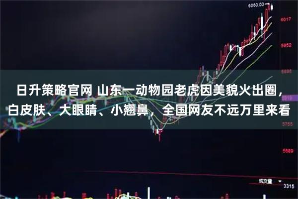 日升策略官网 山东一动物园老虎因美貌火出圈，白皮肤、大眼睛、小翘鼻，全国网友不远万里来看
